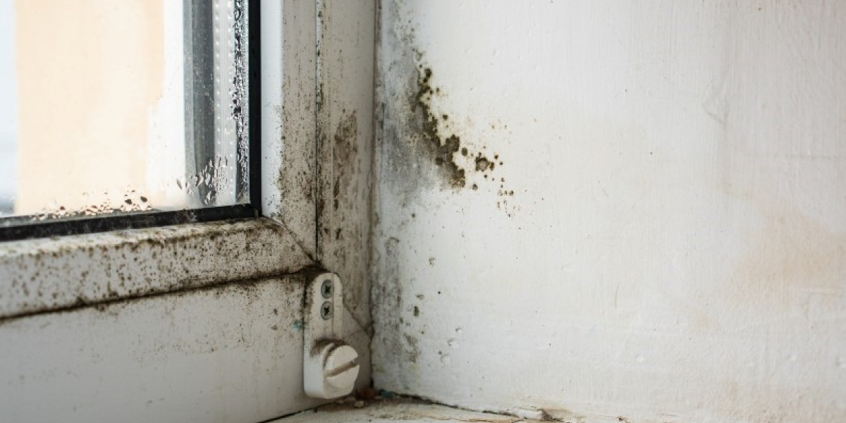 Black Mold Black Mold